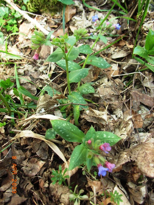 Pulmonaria officinalis